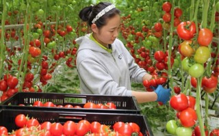 宁波农业科技 宁波智慧农业“未来”已来：番茄“飞”上天，草莓“住”云端