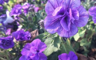 大牵牛科技 养矮牵牛,只要用3招,开成巨无霸,一次开上百朵花,非常惊艳 大牵牛科技 养矮牵牛,只要用3招,开成巨无霸,一次开上百朵花,非常惊艳