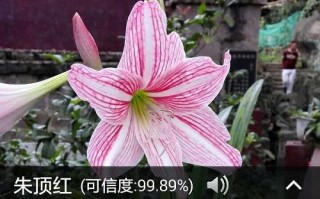 可以拍照搜索花的软件是什么软件下载 手机拍月季花，9个拍照技巧，用手机拍美这个夏天，快来学